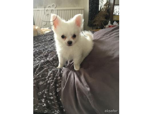PoulaTo: Chihuahua Σκύλοι και κουτάβια προς πώληση